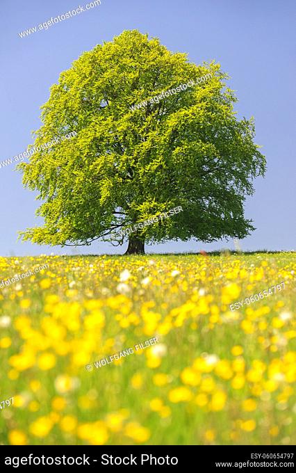single big beech tree in meadow at spring