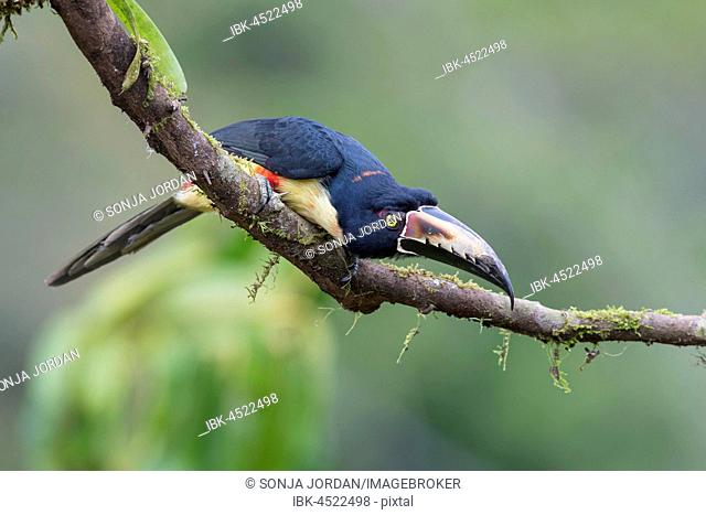 Collared aracari (Pteroglossus torquatus) sitting on branch, Costa Rica