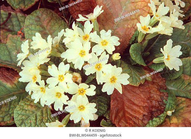 true English primrose Primula acaulis, Primula vulgaris, blooming