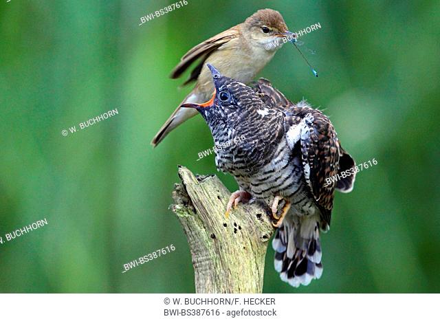 Eurasian cuckoo (Cuculus canorus), reed warbler feeding the fledged cuckoo chick with a dragonfly, Germany