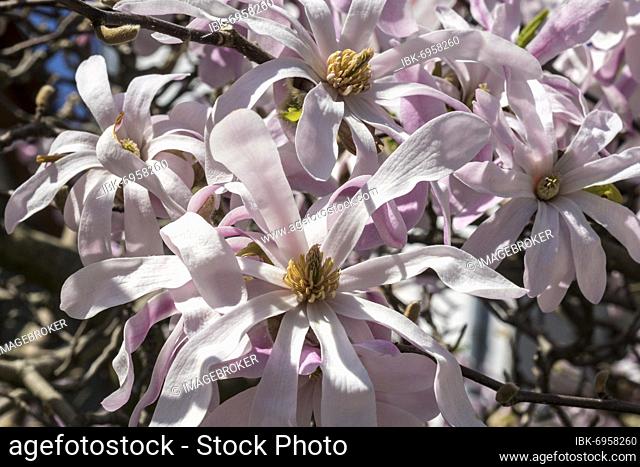Flowers of the star magnolia (Magnolia stellata), Baden-Württemberg, Germany, Europe
