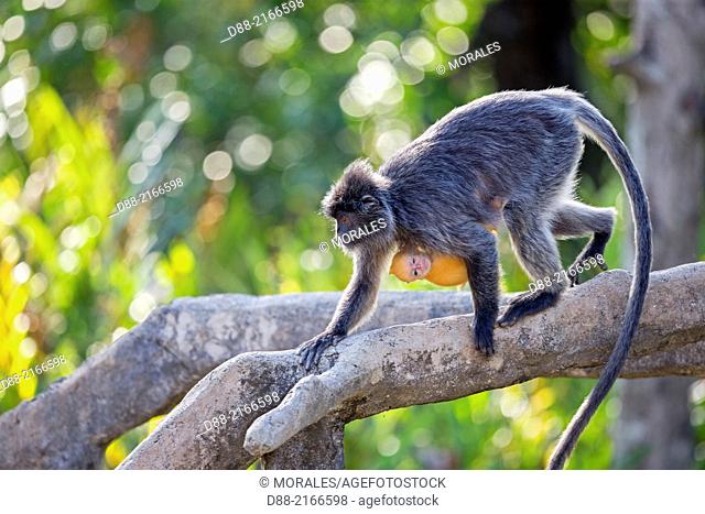 Asia, Borneo, Malaysia, Sabah, Labuk Bay, Silvery lutung or silvered leaf monkey or the silvery langur (Trachypithecus cristatus)