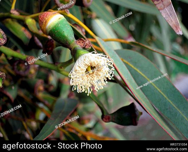 Eukalyptus Eucalyptus gomphocephala, Marfa, Mellieha, Malta