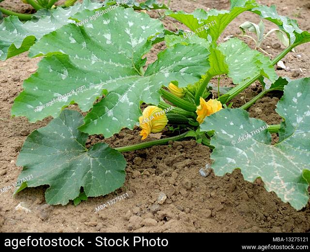 Zucchini (Cucurbita pepo var. Giromontiina) with yellow flowers