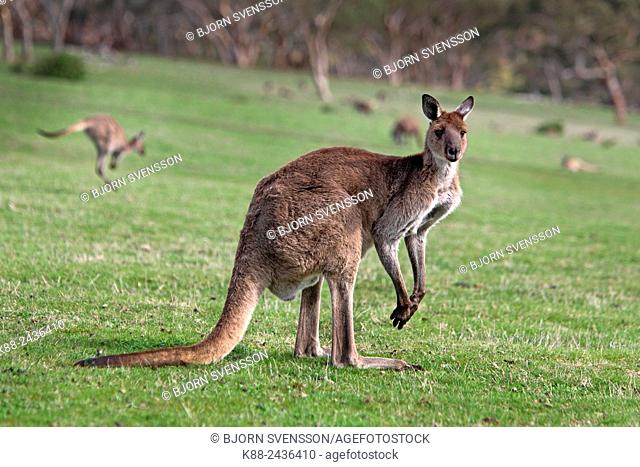 Kangaroos. Deep Creek Conservation Park, Flerieu Peninsula, South Australia