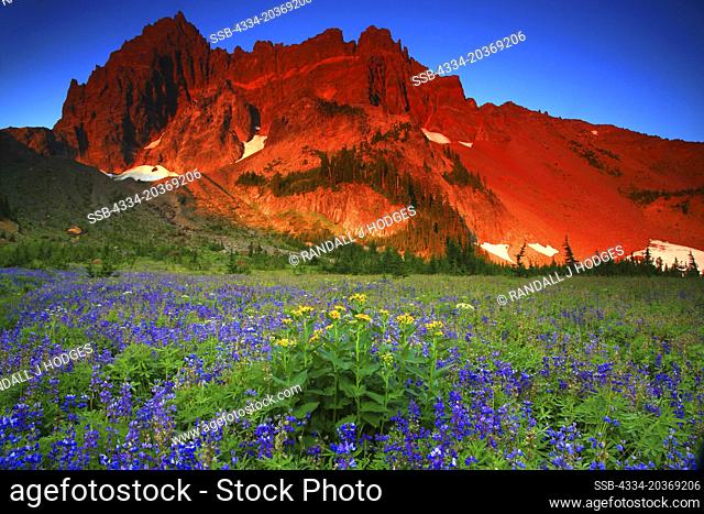 Sunrise On Three Fingered Jack And Wildflowers From Canyon Creek Meadows In The Mt Jefferson Wilderness of Oregon