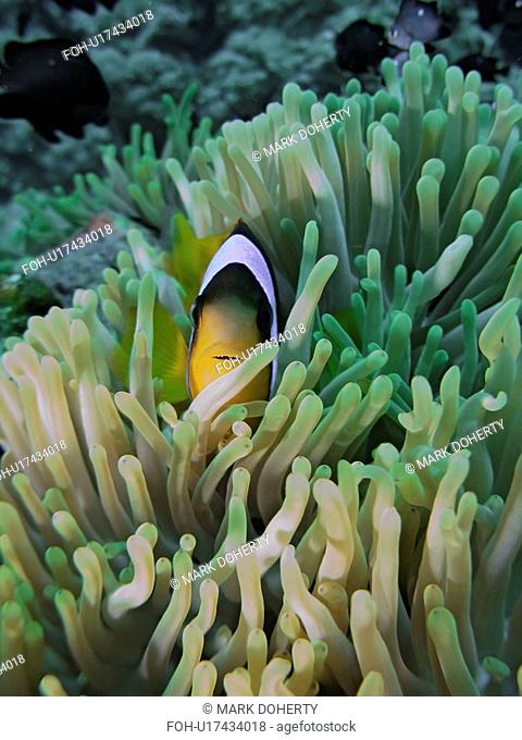 Red Sea anemone fish Amphiprion bicinctus in a Magnificent anemone Heteractis magnifica. Anemone City, Sharm El Sheikh, South Sinai, Red Sea, Egypt