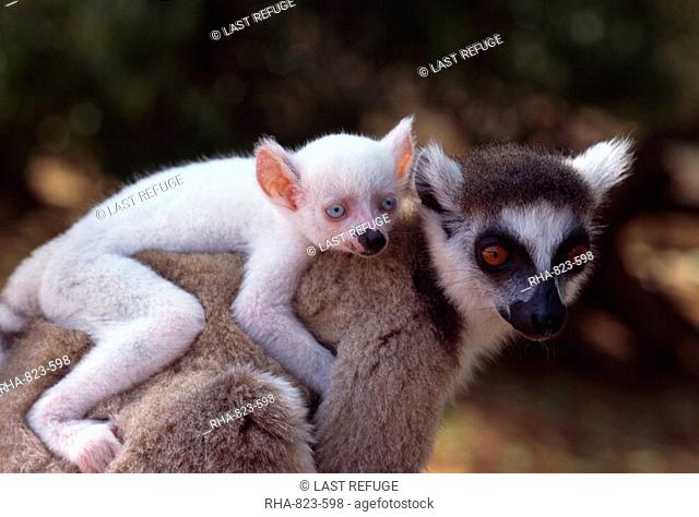 Ring-tailed Lemur Lemur catta, all white baby male Sapphire albino on mother's back, Berenty, Southern Madagascar, Africa