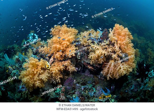 Orange Soft Corals, Scleronephthya sp., Raja Ampat, West Papua, Indonesia