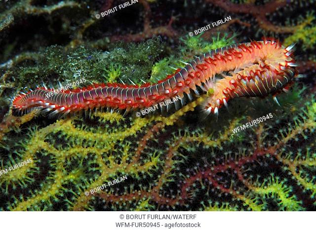 Bristle Fire Worm, Hermodice carunculata, Susac Island, Adriatic Sea, Croatia