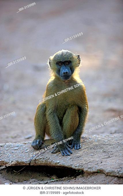 Guinea Baboon (Papio papio), young, native to West Africa, captive, Nuremberg, Middle Franconia, Bavaria, Germany