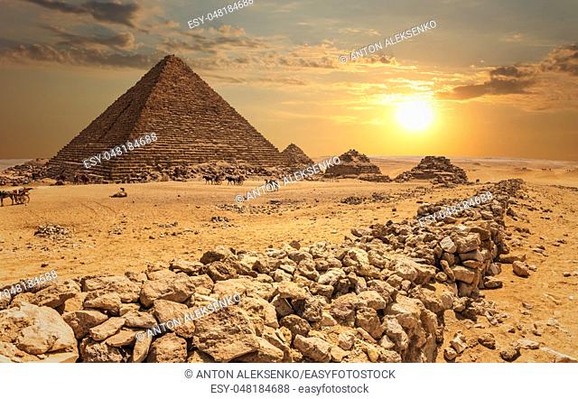 The Pyramid of Menkaure and the three pyramid companions, the camels in the desert, Giza, Egypt