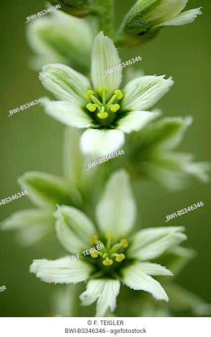 false helleborine, white hellebore (Veratrum album subsp. album), flowers, Switzerland