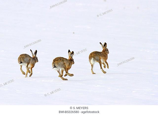 European hare, Brown hare (Lepus europaeus), mating season in winter, Austria, Burgenland