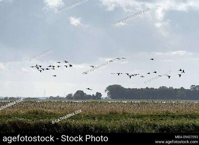 Fischland, Darß, Saaler Bodden, flying geese