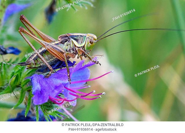 dpatop - A bush cricket sits on the blossom of a common viper's burgloss on a meadow near Reitwein, Germany, 26 June 2017