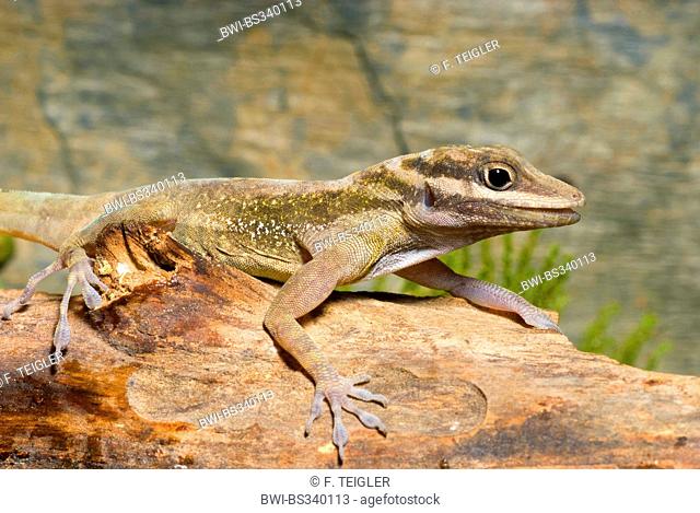 Cave anole (Anolis lucius), on a branch