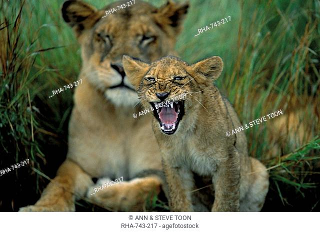 Two to three month old lion cub with lioness Panthera leo, Kruger National Park, South Africa, Africa