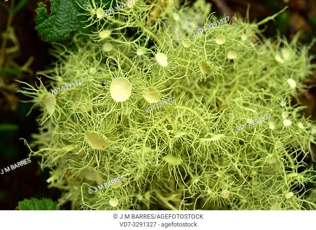 Beard lichen (Usnea florida) is a fruticulose lichen. This photo was taken in Muniellos, Biosphere Reserve, Asturias, Spain