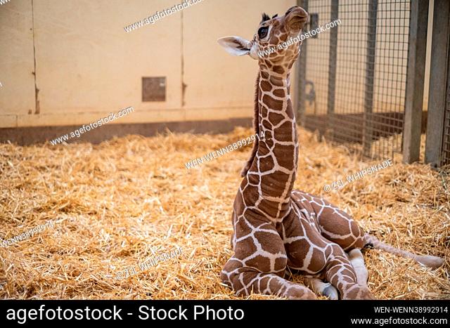 Newborn giraffe calf born on Remembrance Day named after WW1 poet Wilfred Owen  ZSL Whipsnade Zoo has shared adorable behind-the-scenes pics of its towering new...