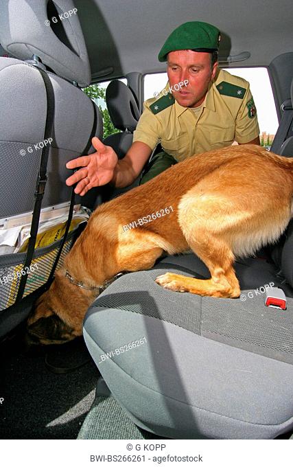 Malinois Canis lupus f. familiaris, drug-sniffing dog inspecting the inside of a car with a police dog handler