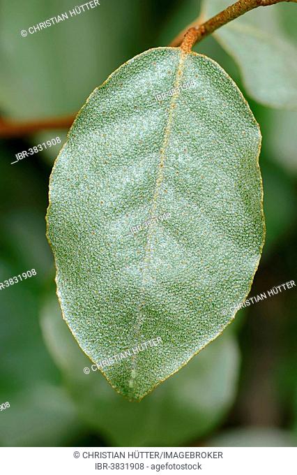 Thorny Elaeagnus (Elaeagnus pungens), leaf, native to China and Japan