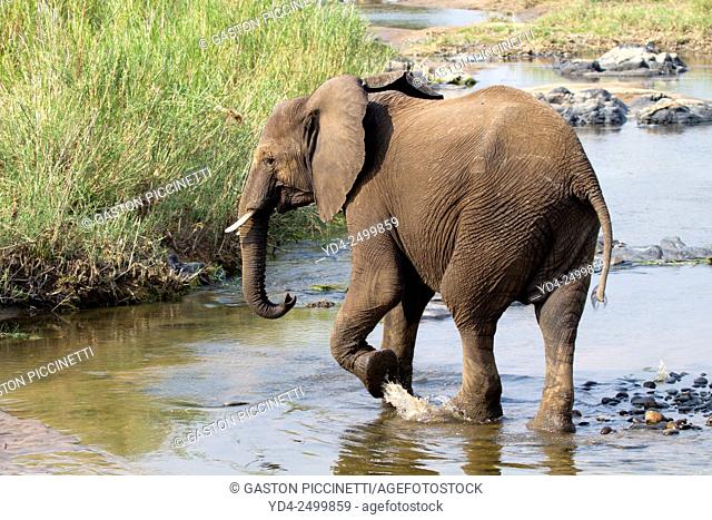 African Elephant (Loxodonta africana), crossing the Olifants river, Kruger National Park, South Africa