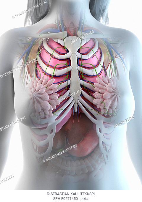 Female thorax anatomy, illustration