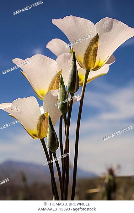 Sego Lilies (Calochortus nuttallii) Spring in Sonora Desert, Arizona