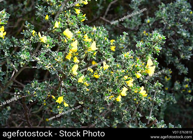 Spiny broom (Calicotome villosa) is a thorny shrub native to eastern Mediterranean region, southern Spain and northwest Africa