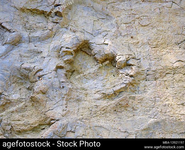 Dinosaur traces, footprints of dinosaurs, Bad Essen, Osnabrücker Land, Lower Saxony, Germany