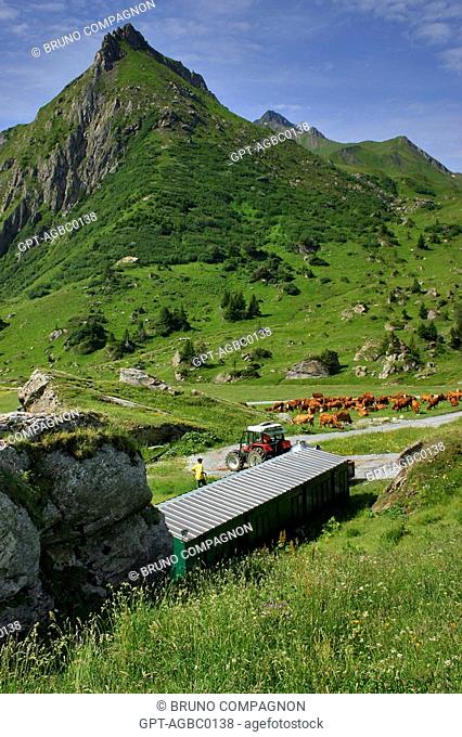 HERD OF TARENTAISE COWS ON A FARM AT THE CORMET D'ARECHES, BEAUFORTAIN, SAVOIE 73