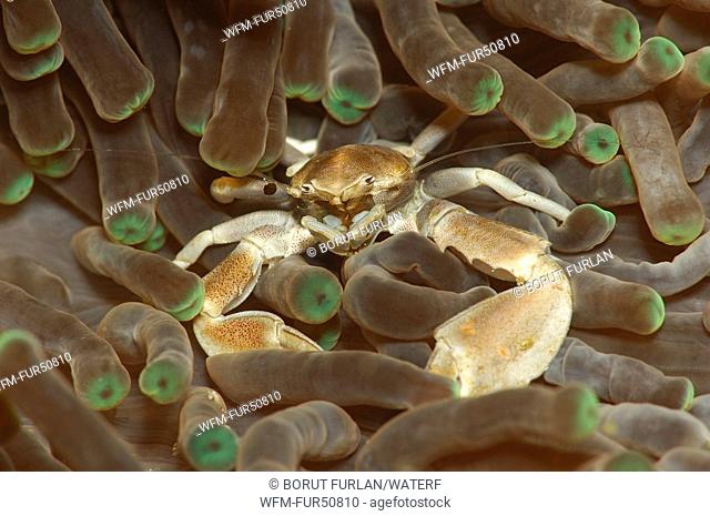 Porcellain Crab in Anemone, Neopetrolisthes, Alor, Lesser Sunda Islands, Indo-Pacific, Indonesia