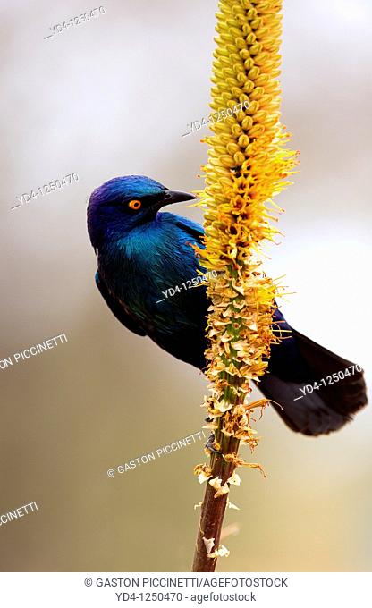 Cape Glossy Starling Lamprotornis nitens, on the Lebombo aloe Aloe sessiliflora, Kruger National Park, South Africa
