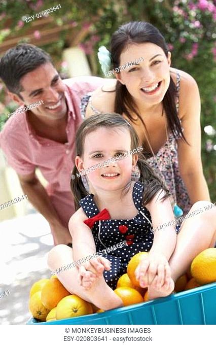 Parents Pushing Daughter In Wheelbarrow Filled With Oranges