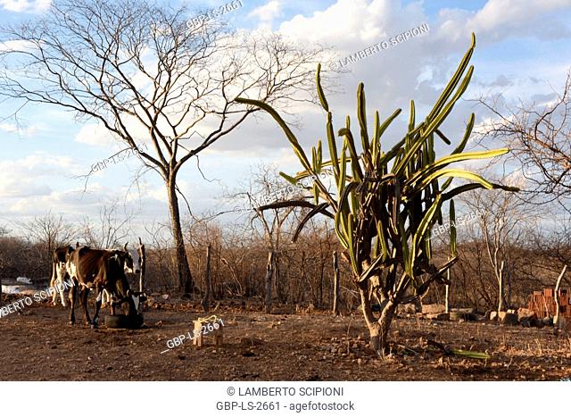 Cattle, corral, mandacarú, (Cereus jamacaru), 2017, Caatinga, Boa Vista, Paraíba, Brazil