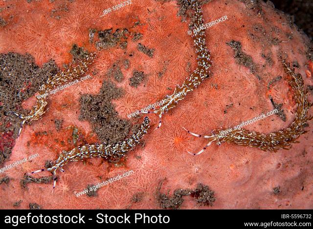 Flabellina ianthina, Other animals, Marine gastropods, Snails, Animals, Molluscs, Aeolid Seaslug (Pteraeolidia ianthina) four adults, at night, Wetar Island