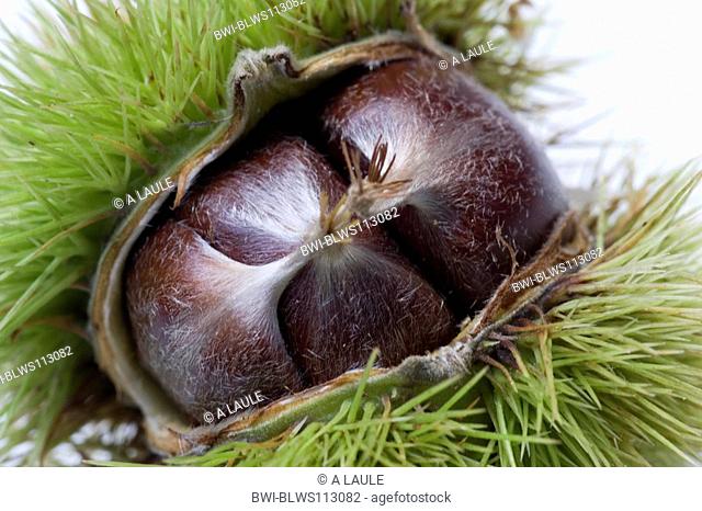 Spanish chestnut, sweet chestnut Castanea sativa, three nuts in the bur