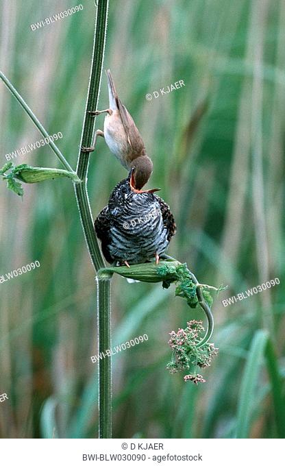 cuckoo with reed warbler Acrocephalus scirpaceus, Cucullus canorus, feeding, United Kingdom, England