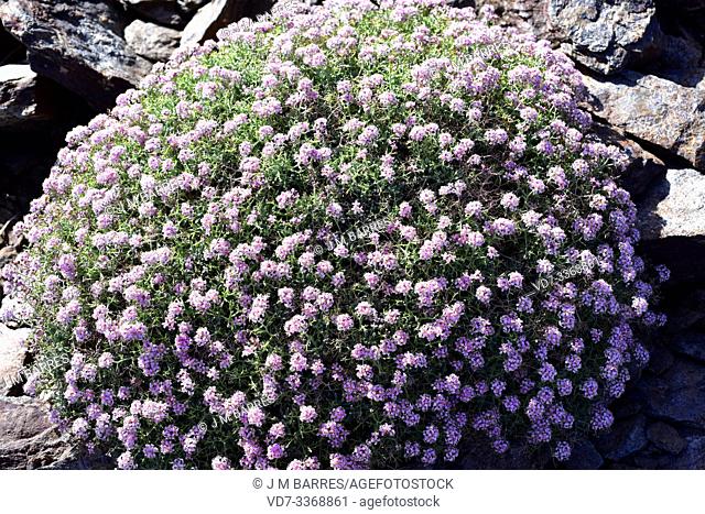 Rascaculos (Hormathophylla spinosa, Alyssum spinosum or Ptilotrichum spinosum) is a spiny cushion-shaped plant native to western Mediterranean Basin