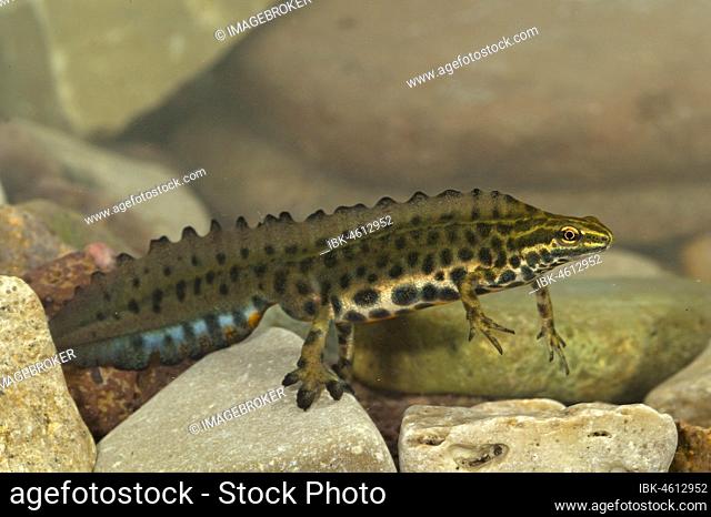 Common newt (Triturus vulgaris), male at the bottom of a stream, Thuringia, Germany, Europe