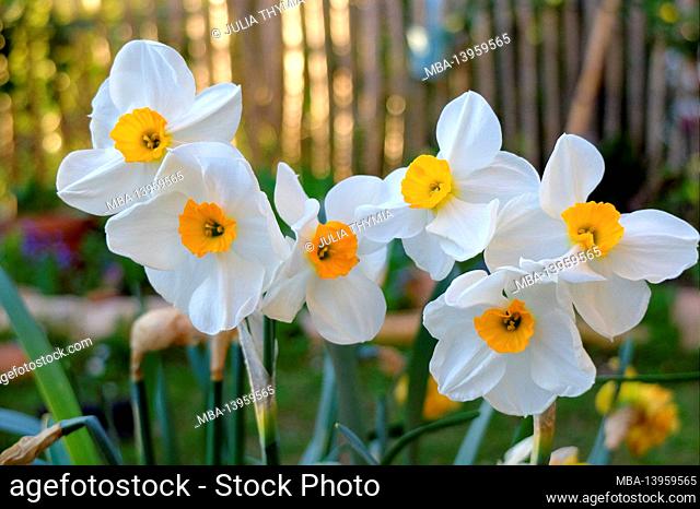 Large-crowned daffodil, Narcissus Accent