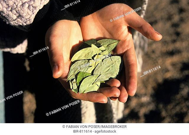 Young Argentinean woman cupping coca leaves (Erythroxylum coca) in her hands, Tren a las Nubes or Cloud Train station near Laguna de los Pozuelos