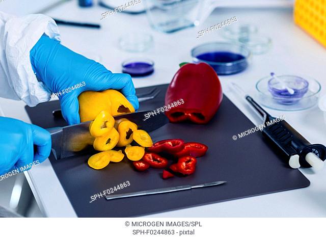Quality control food safety inspector working with vegetables in a laboratory