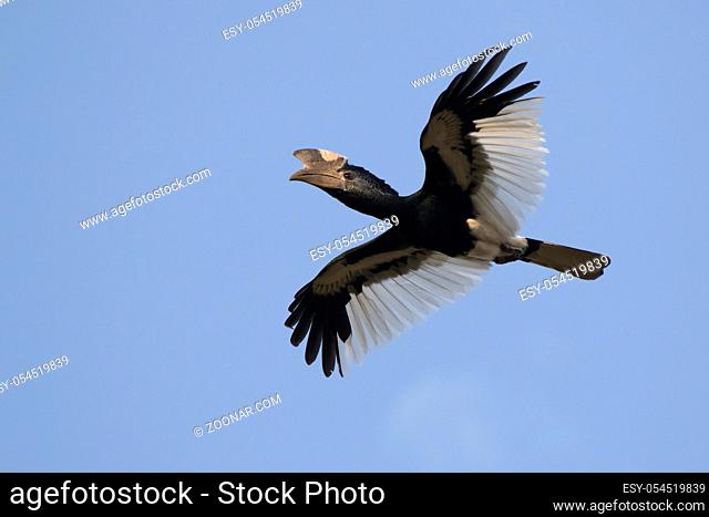 Black and white casqued hornbill that flies over the forest in the blue sky of Africa