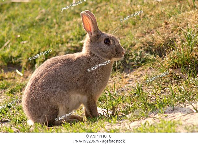 Rabbit Oryctolagus cuniculus - National Park Schiermonnikoog, Schiermonnikoog, SkiermÃ—ntseach, Wadden islands, Frisia, The Netherlands, Holland, Europe