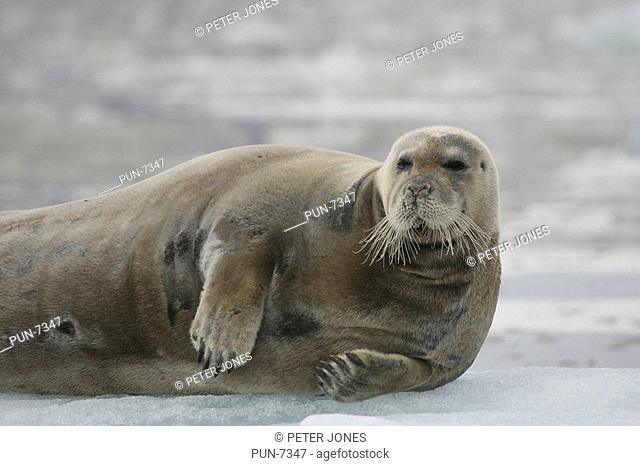 Close-up of bearded seal Erignathus barbatus resting on a ice flow in Arctic habitat