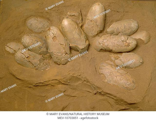 A nest containing eggs from Protoceratops discovered in the Gobi Desert, Mongolia. They date back to the Upper Cretacous period