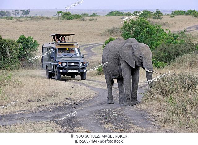 African Bush Elephant (Loxodonta africana), elderly female, matriarch, in front of a car safari tourists, Masai Mara, Kenya, Africa