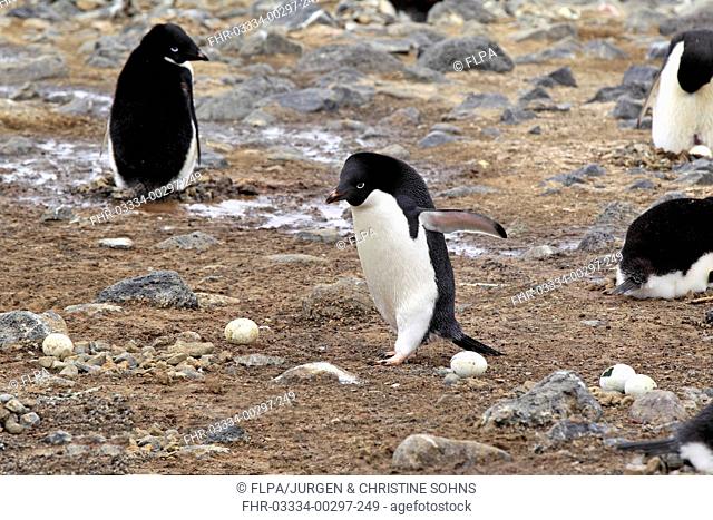 Adelie Penguin (Pygoscelis adeliae) adult, walking beside abandoned eggs in nesting colony, Devil Island, Weddell Sea, Antarctica, November